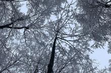 snowy trees