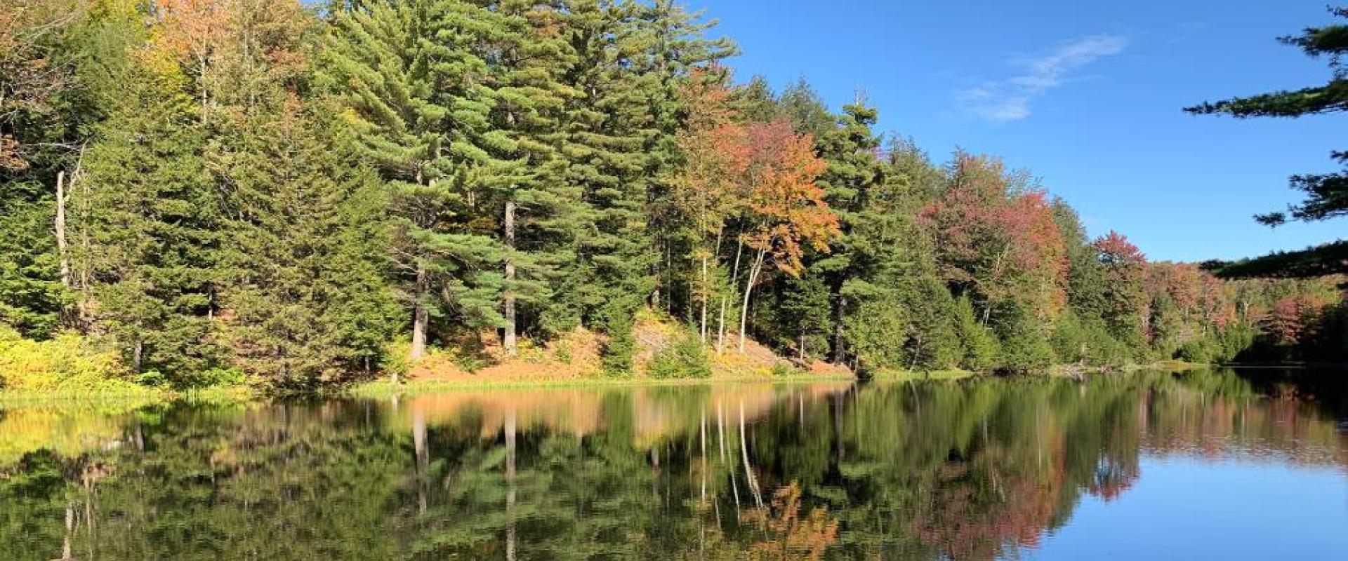 Trees pond reflection