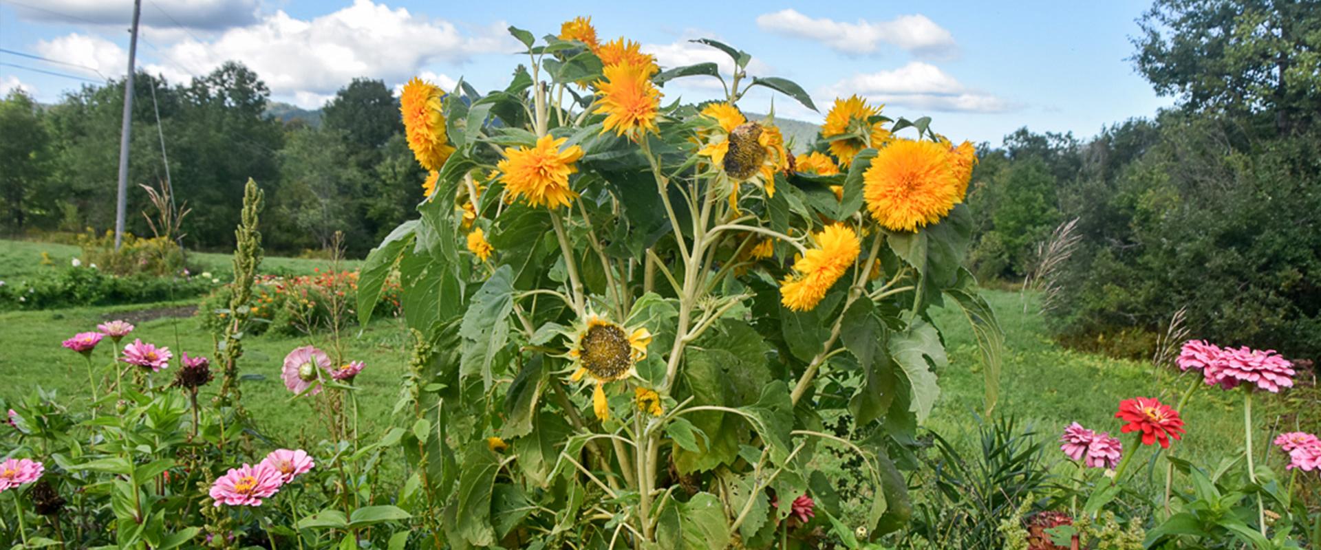 Sunflowers