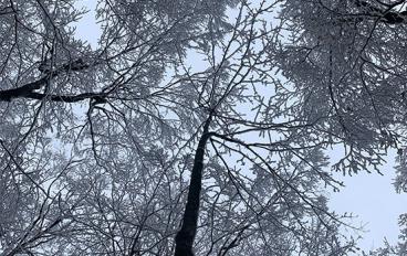 snowy trees