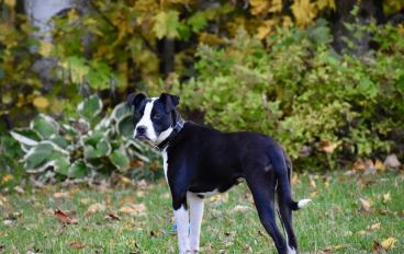 A dog on a yard with green grass