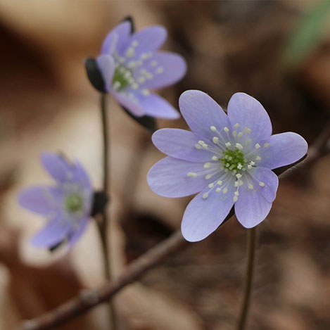Three small purple flowers