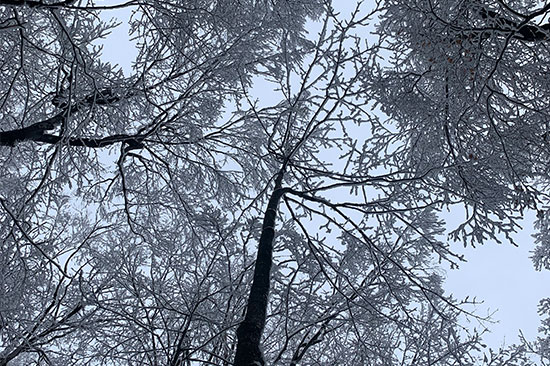 snowy trees